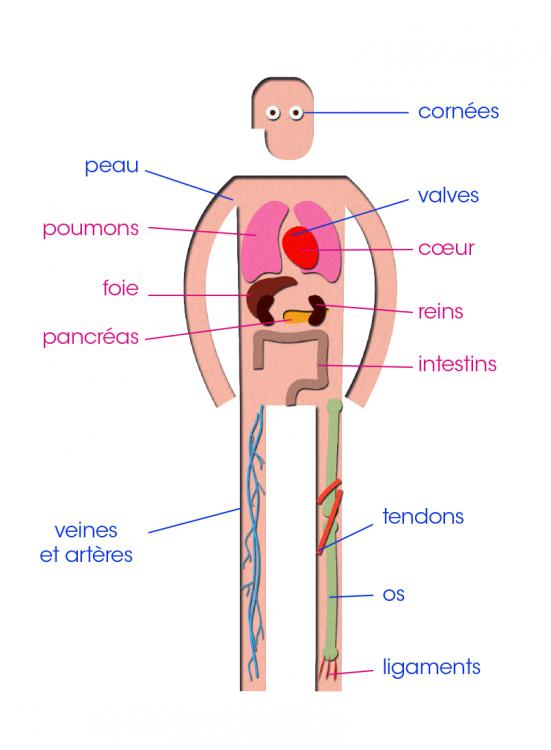 Infographie - Quels organes sont prélevés